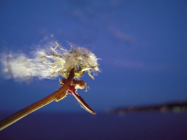dandelion copy